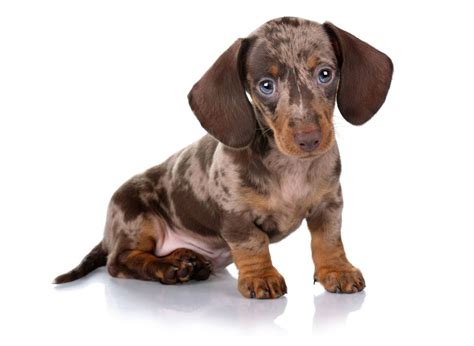 dachshund breeder california|miniature dachshunds for sale california.